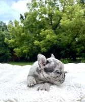 Bluey, a male French Bulldog for sale in Denison, TX – 10 of 10