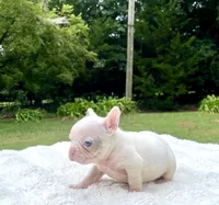 Titan, a male French Bulldog for sale in Denison, TX – 7 of 10