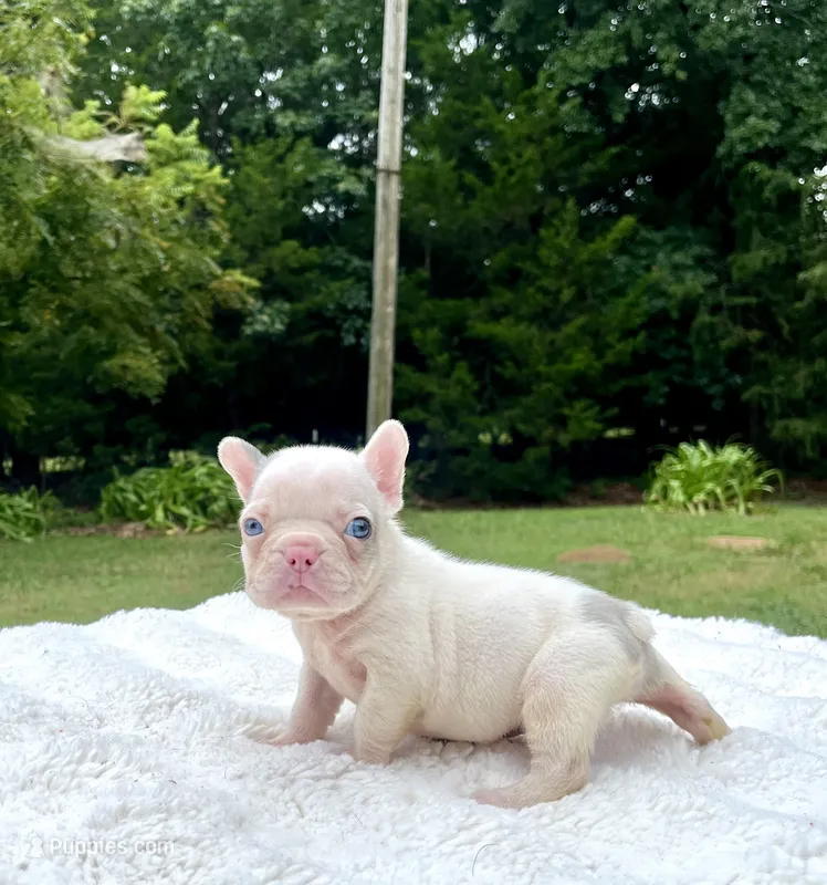 Titan – French Bulldog puppy for sale in Denison, TX