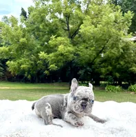 Bluey, a male French Bulldog for sale in Denison, TX – 4 of 10