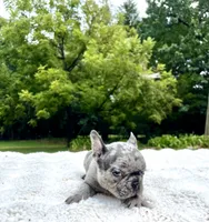 Bluey, a male French Bulldog for sale in Denison, TX – 3 of 10
