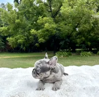 Bluey, a male French Bulldog for sale in Denison, TX – 1 of 10