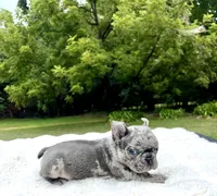 Bluey, a male French Bulldog for sale in Denison, TX – 5 of 10