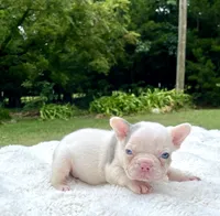 Titan, a male French Bulldog for sale in Denison, TX – 8 of 10