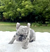 Bluey, a male French Bulldog for sale in Denison, TX – 2 of 10