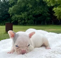 Titan, a male French Bulldog for sale in Denison, TX – 5 of 10