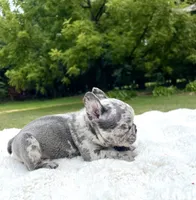 Bluey, a male French Bulldog for sale in Denison, TX – 7 of 10