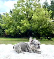 Bluey, a male French Bulldog for sale in Denison, TX – 8 of 10