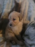 Frankie, a male Goldendoodle for sale in Harbor Beach, MI – Photo 2 of 9