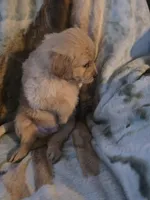 Frankie, a male Goldendoodle for sale in Harbor Beach, MI – Photo 9 of 9