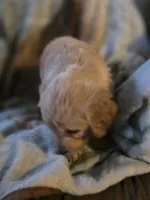 Frankie, a male Goldendoodle for sale in Harbor Beach, MI – Photo 6 of 9