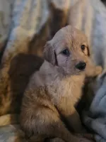 Frankie, a male Goldendoodle for sale in Harbor Beach, MI – Photo 4 of 9