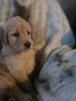 Frankie, a male Goldendoodle for sale in Harbor Beach, MI – Photo 3 of 9
