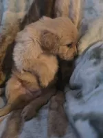 Frankie, a male Goldendoodle for sale in Harbor Beach, MI – Photo 7 of 9