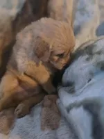 Frankie, a male Goldendoodle for sale in Harbor Beach, MI – Photo 1 of 9