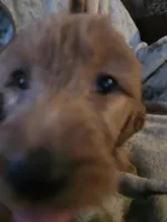 Rosie, a female Goldendoodle for sale in Harbor Beach, MI – Photo 1 of 6