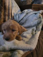 Rosie, a female Goldendoodle for sale in Harbor Beach, MI – Photo 5 of 6