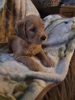 Rosie, a female Goldendoodle for sale in Harbor Beach, MI – Photo 4 of 6