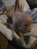 Rosie, a female Goldendoodle for sale in Harbor Beach, MI – Photo 3 of 6