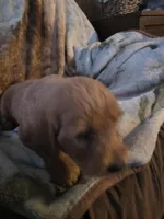 Rosie, a female Goldendoodle for sale in Harbor Beach, MI – Photo 2 of 6