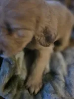 Blonde, a female Goldendoodle for sale in Harbor Beach, MI – Photo 5 of 7