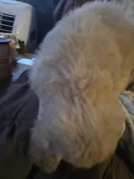 Blonde, a female Goldendoodle for sale in Harbor Beach, MI – Photo 1 of 7