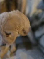 Blonde, a female Goldendoodle for sale in Harbor Beach, MI – Photo 4 of 7