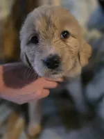 Blonde, a female Goldendoodle for sale in Harbor Beach, MI – Photo 3 of 7