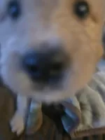 Blonde, a female Goldendoodle for sale in Harbor Beach, MI – Photo 2 of 7