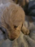 Blonde, a female Goldendoodle for sale in Harbor Beach, MI – Photo 7 of 7