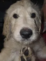 Lexis, a female Goldendoodle for sale in Harbor Beach, MI – Photo 2 of 8