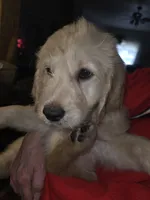 Lexis, a female Goldendoodle for sale in Harbor Beach, MI – Photo 7 of 8