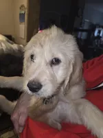 Lexis, a female Goldendoodle for sale in Harbor Beach, MI – Photo 5 of 8