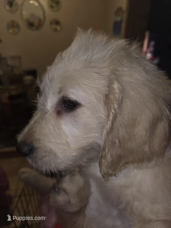 Lexis – Goldendoodle puppy for sale in Harbor Beach, MI
