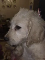 Lexis, a female Goldendoodle for sale in Harbor Beach, MI – Photo 1 of 8