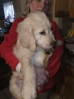 Lexis, a female Goldendoodle for sale in Harbor Beach, MI – Photo 3 of 8