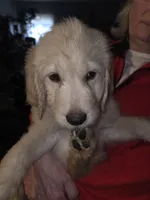 Lexis, a female Goldendoodle for sale in Harbor Beach, MI – Photo 8 of 8