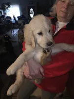 Lexis, a female Goldendoodle for sale in Harbor Beach, MI – Photo 4 of 8