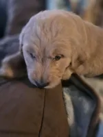 Burt, a male Goldendoodle for sale in Harbor Beach, MI – Photo 2 of 10