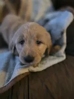 Burt, a male Goldendoodle for sale in Harbor Beach, MI – Photo 5 of 10