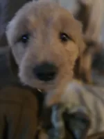 Burt, a male Goldendoodle for sale in Harbor Beach, MI – Photo 1 of 10