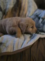 Burt, a male Goldendoodle for sale in Harbor Beach, MI – Photo 7 of 10