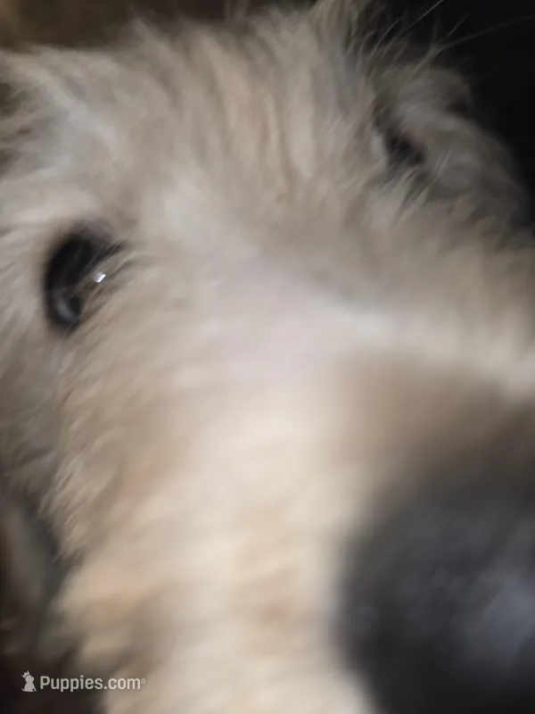 Titan – Goldendoodle puppy for sale in Harbor Beach, MI