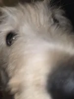 Titan, a male Goldendoodle for sale in Harbor Beach, MI – Photo 1 of 6