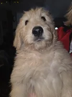 Titan, a male Goldendoodle for sale in Harbor Beach, MI – Photo 3 of 6