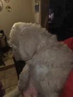 Titan, a male Goldendoodle for sale in Harbor Beach, MI – Photo 6 of 6