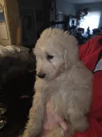 Titan, a male Goldendoodle for sale in Harbor Beach, MI – Photo 2 of 6