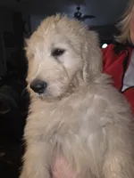 Titan, a male Goldendoodle for sale in Harbor Beach, MI – Photo 4 of 6