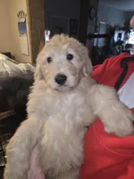 Titan, a male Goldendoodle for sale in Harbor Beach, MI – Photo 5 of 6