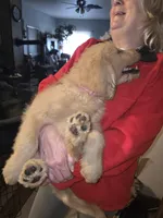 Roxy, a female Goldendoodle for sale in Harbor Beach, MI – Photo 8 of 10